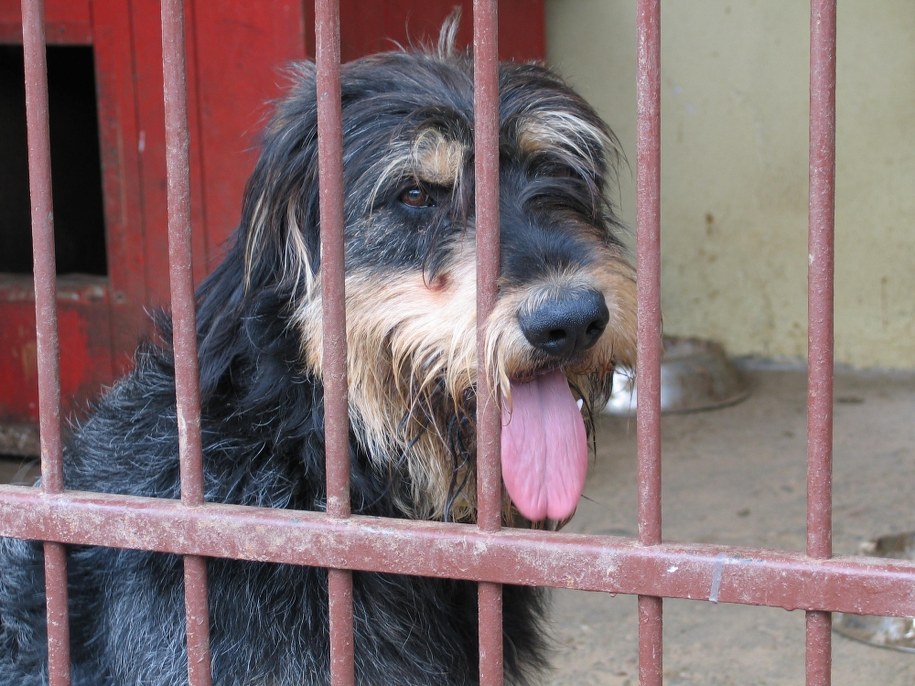 10. edycja krakowskiego Marszu Azylanta. W geście podziękowania dla ratujących zwierzęta