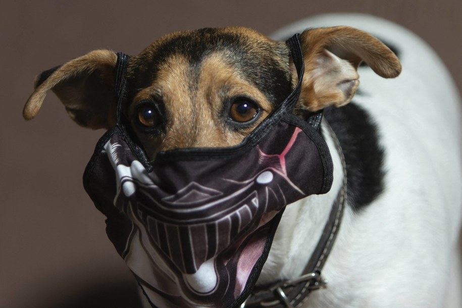 Belgia. "Korona psy" pomogą w wykrywaniu Covid-19