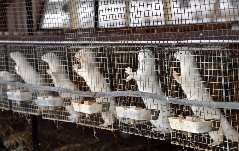 "Piątka dla zwierząt" do Senatu. Grodzki: Wymaga poprawek