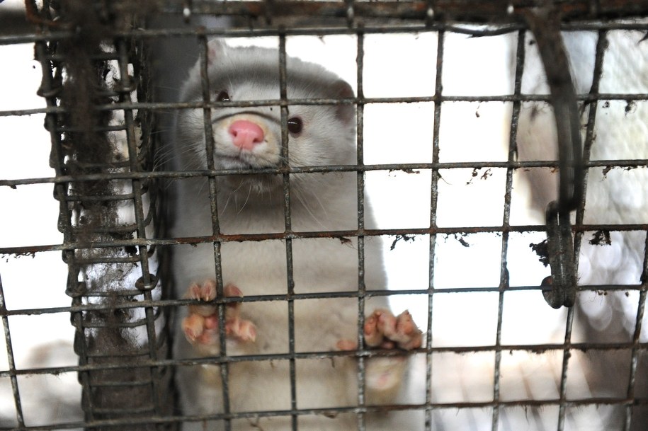 Zdecydowana większość popiera "Piątkę dla zwierząt". Sondaż dla RMF FM i "DGP"