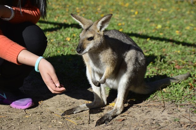 Kangury mogą komunikować się z ludźmi jak psy