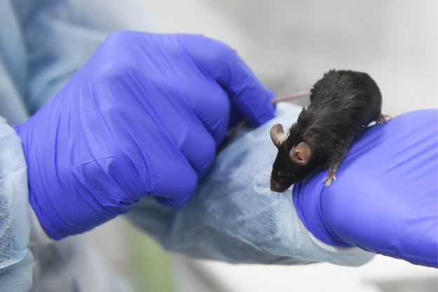 Naukowcom udało się wydłużyć życie myszy. Kluczem jest białko