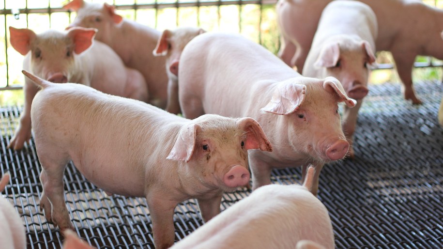 Kolejne ognisko ASF w województwie warmińsko-mazurskim