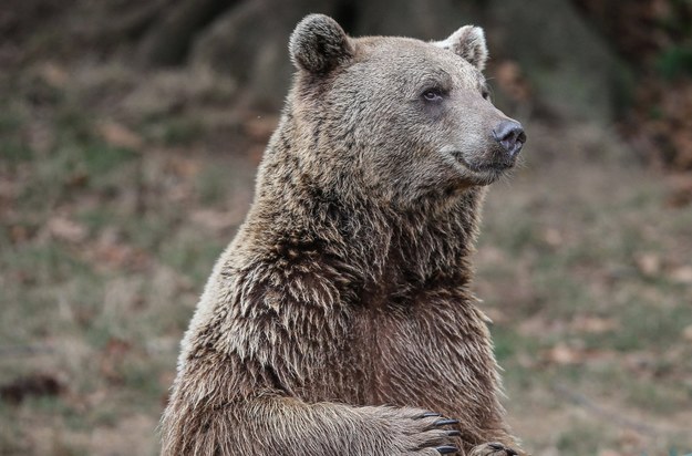Tatry: 72-latek chciał selfie z niedźwiedziem. "Podszedł za blisko"