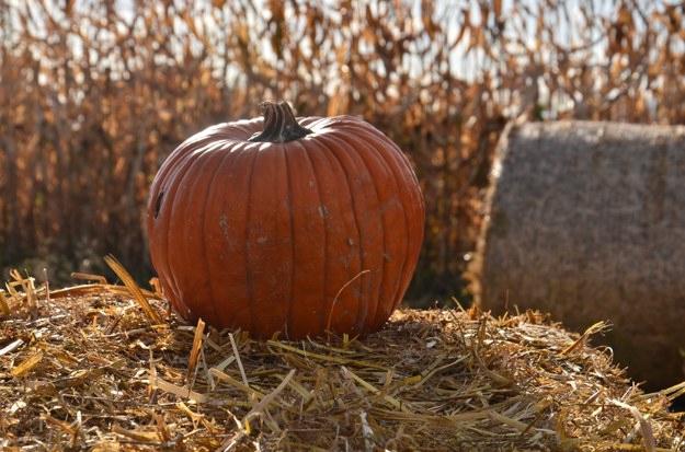 USA: Po Halloween tysiace dyń trafiają na wysypiska