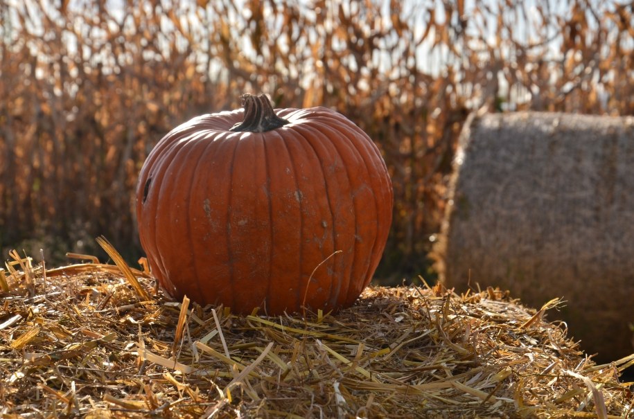 USA: Po Halloween tysiace dyń trafiają na wysypiska
