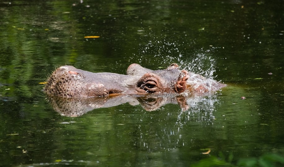 Hipopotam z posiadłości Escobara zaatakował człowieka. Kolejny taki przypadek