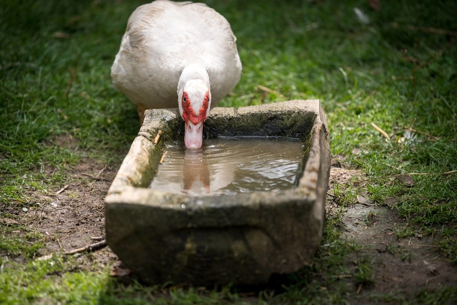 Wielkopolskie: Ptasia grypa w powiecie kaliskim. Wirus zaatakował kaczki