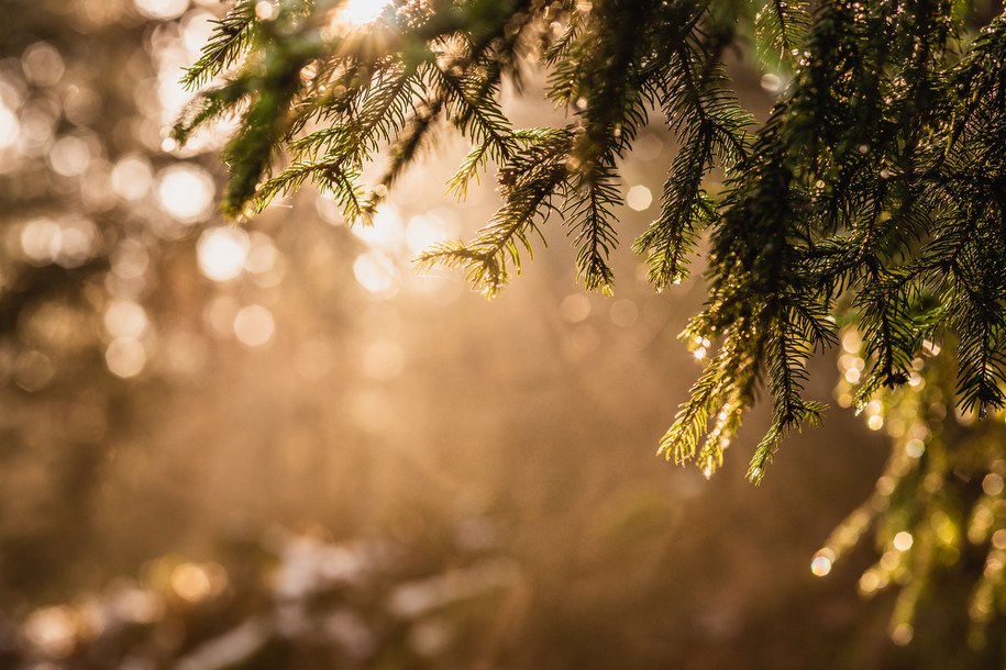 Noc bardzo mroźna i mglista. Od wtorku - ocieplenie