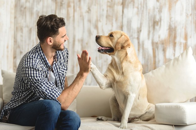 Psy potrafią odróżniać języki. Najnowsze badania węgierskich naukowców