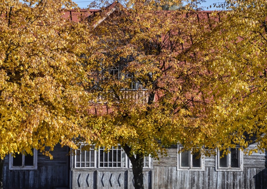 Nawet 73,3 tys. gatunków drzew może istnieć na Ziemi. Część - wciąż nieznana nauce