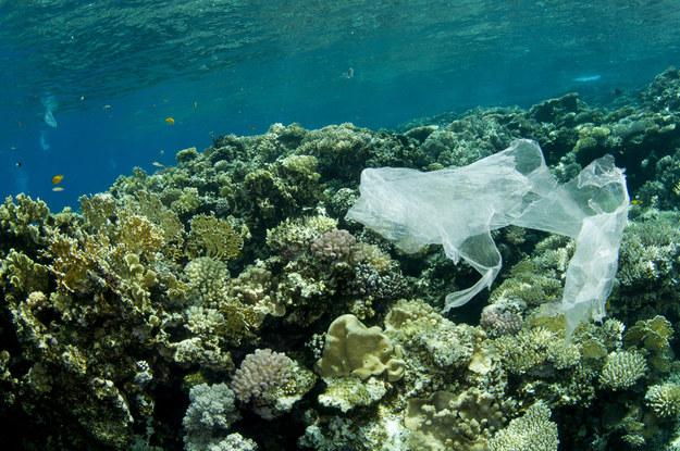 Oceaniczne głębiny pełne plastiku