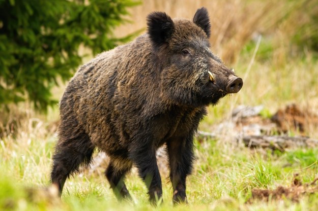 Wielkie polowanie na dziki w Zachodniopomorskiem. Do odstrzału kilka tysięcy sztuk