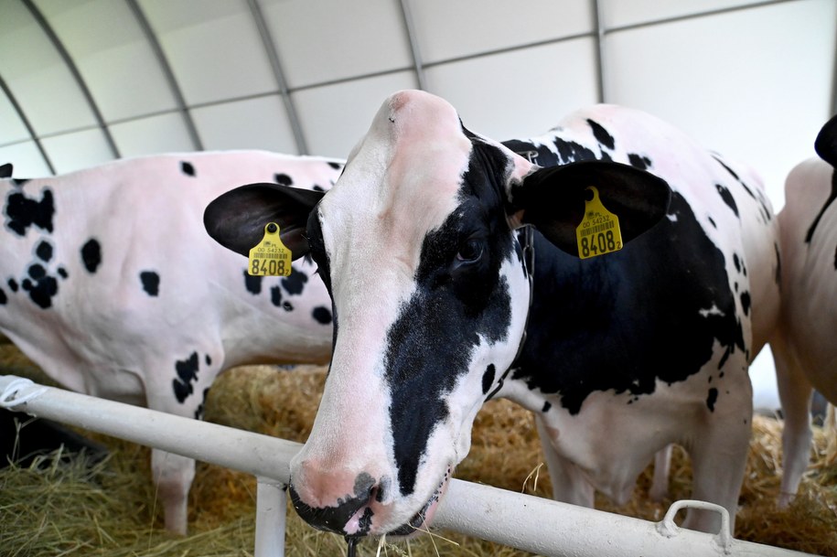 Krowa kopnęła go w głowę. Zmarł 65-letni rolnik z Wielkopolski