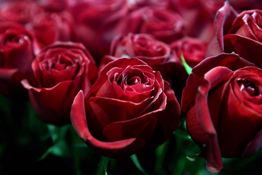 Kwiaty na Walentynki: Sprzedaż róż wzrosła dwukrotnie, w Holandii ceny bez zmian