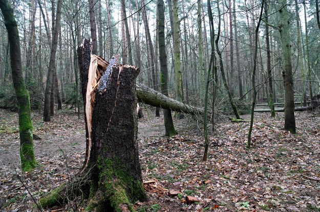 Zachodniopomorskie: Ponad 100 tys. osób bez prądu. 2 tys. interwencji strażaków