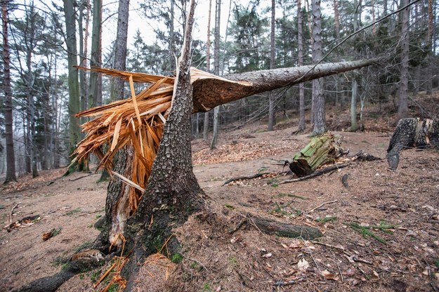 ​Warmińsko-mazurskie: Wichury zniszczyły ok. 700 tysięcy drzew