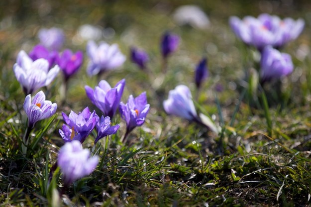 W Krakowie wkrótce zakwitnie ponad pół miliona wiosennych kwiatów
