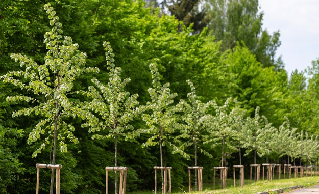 Olsztyn: Będzie bardziej zielono. Planowane jest ponad 1800 nasadzeń drzew i krzewów