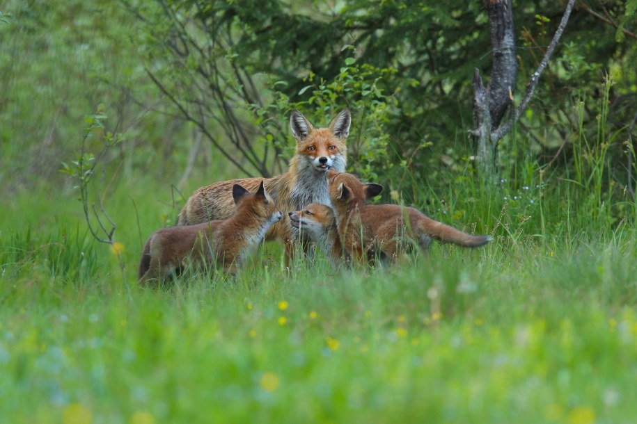 Małopolska: Z samolotów rozrzucona zostanie szczepionka przeciwko wściekliźnie