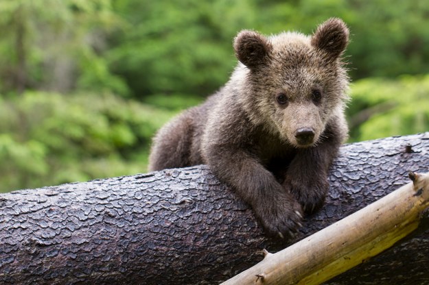 Z powodu małego niedźwiadka zamknęli szlaki na Kasprowy Wierch