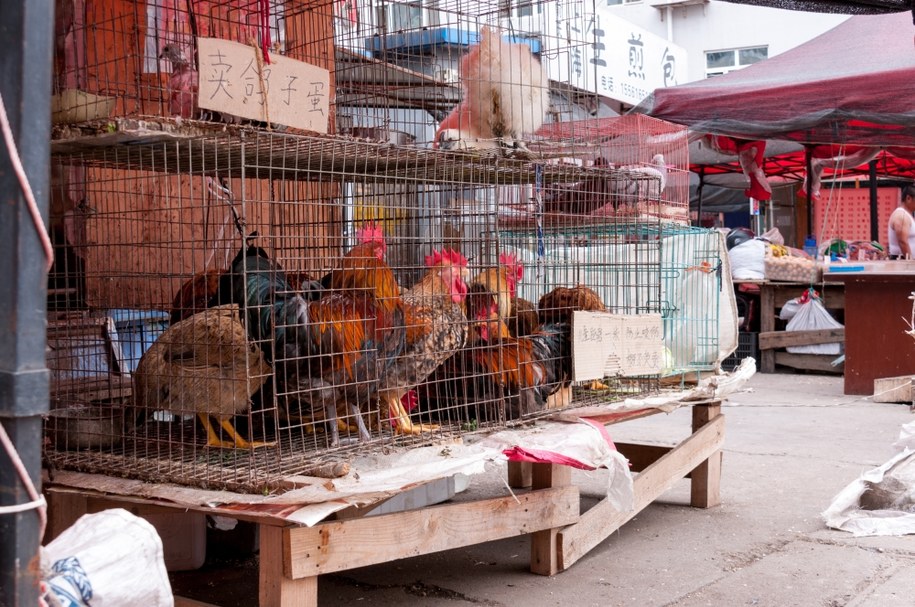 Ptasia grypa H3N8. Pierwszy na świecie przypadek zakażenia człowieka