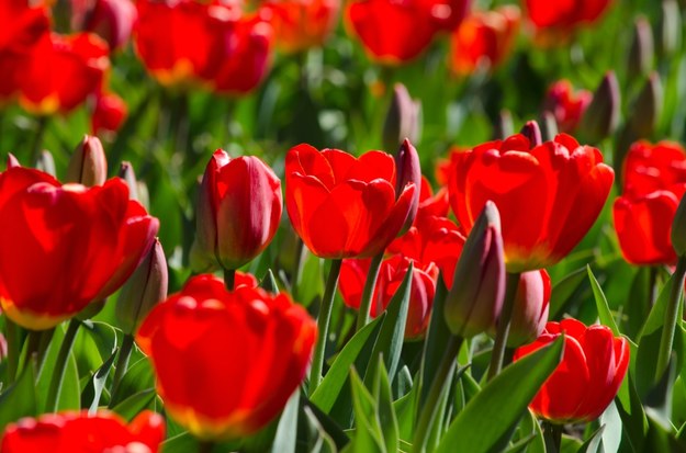 Elegancka pani ukradła tulipany z zaułka botanicznego M. Kopernika