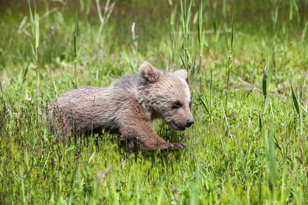 Zakopane: Są duże szanse, że niedźwiadek jest już z matką