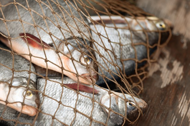 Szczecin: Łowili ryby nielegalnie. Grozi im do 2 lat pozbawienia wolności