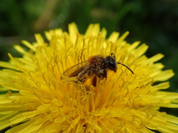 Gdynia: Za bohaterskie uratowanie pszczoły - duży słoik miodu