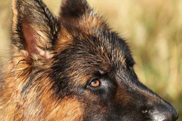 Weterynarz przez pomyłkę uśpił zdrowego psa? Sprawę wyjaśnia policja