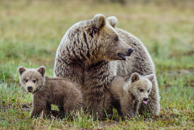 USA: Zastrzelono popularną niedźwiedzicę Bobbi. Trwa policyjne śledztwo