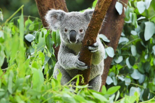 Tajemnicza śmierć 16 koali na plantacji eukaliptusa. Wszczęto śledztwo