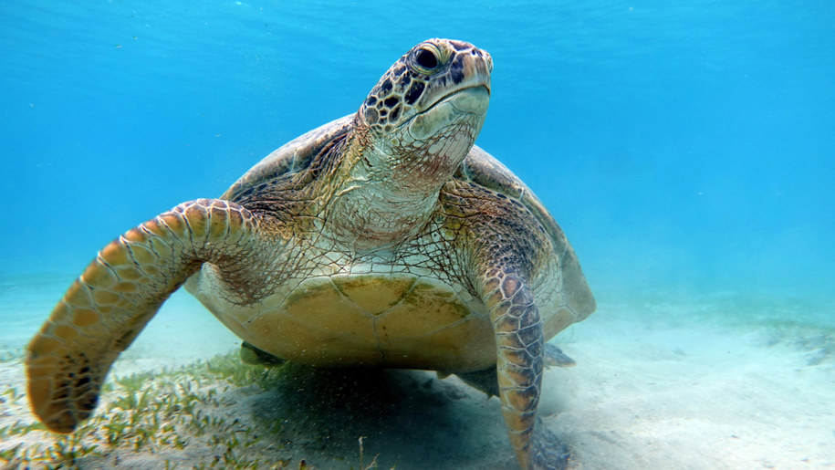 30 martwych żółwi na plaży. Część z nich dźgnięto nożem