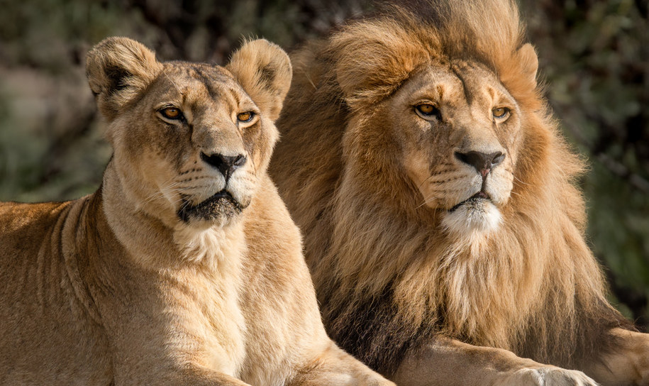 W środę Międzynarodowy Dzień Lwa. Tak gdańskie zoo uczci króla zwierząt