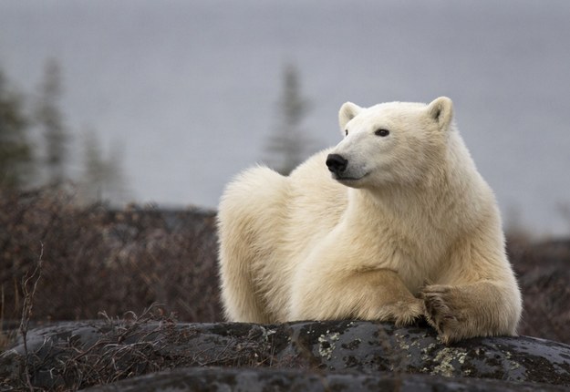 ​Niedźwiedź polarny zaatakował turystkę. Zwierzę zostało zastrzelone
