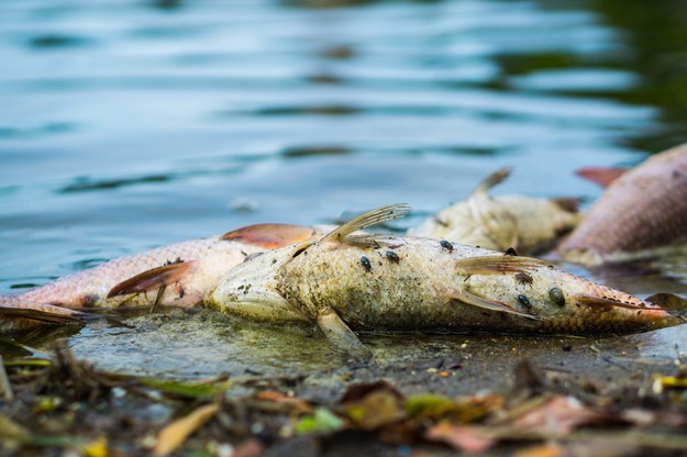 350 kg martwych ryb odłowionych z zalewu Bajkał pod Wrocławiem