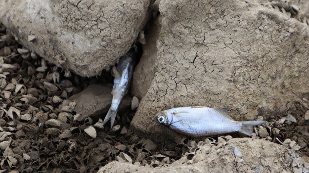 Katastrofa ekologiczna w Odrze. "Wiele ryb nadal leży na dnie rzeki"