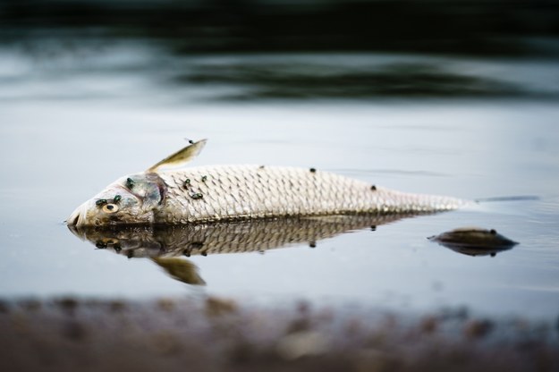 W rzece Soława odkryto setki martwych ryb