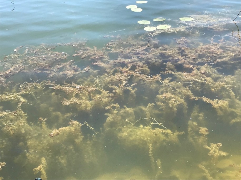 Kolejne zakazy kąpieli na Mazowszu