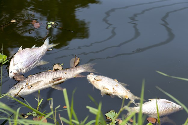 Przyducha przyczyną śnięcia ryb w rezerwacie Kwiecewo