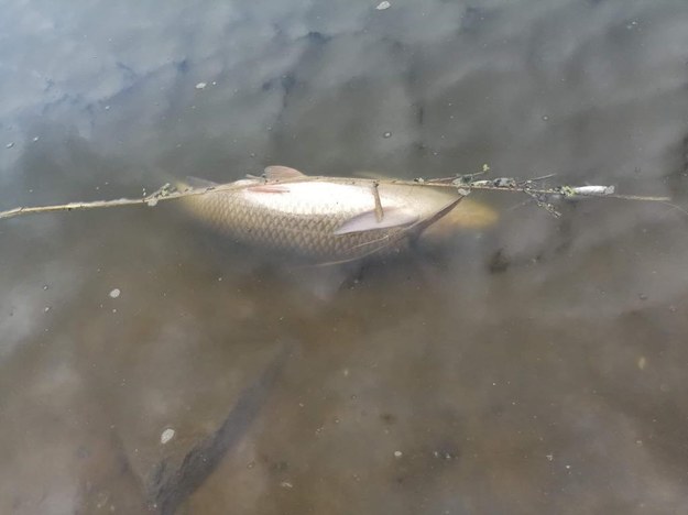 Śnięte ryby w zalewie w Nieliszu. Są wyniki badań wody