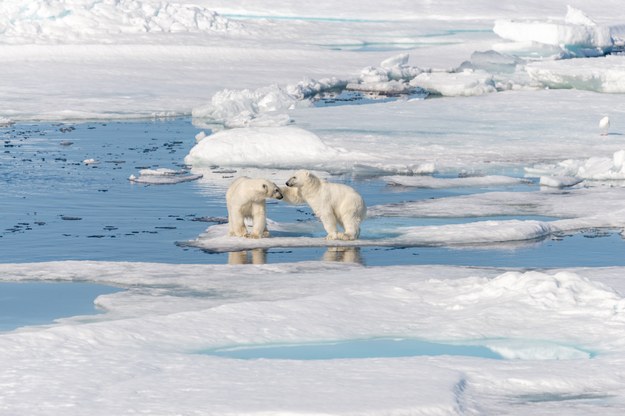 Znikają arktyczne jeziora. To ogromne zagrożenie dla ekosystemu