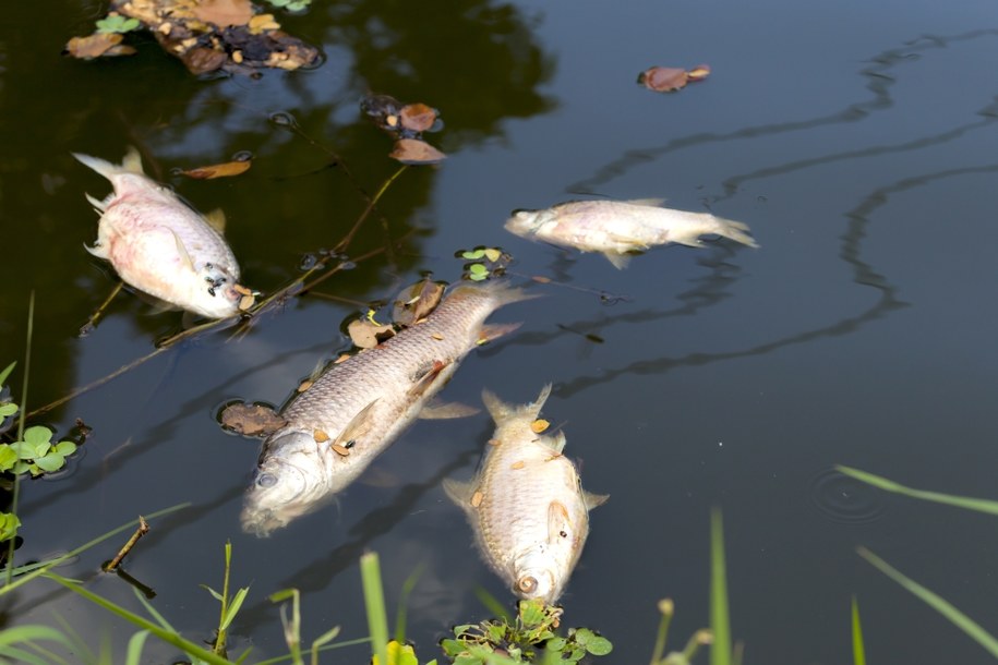 Ponad tonę śniętych ryb w Kanale Gliwickim. Trwa akcja odławiania