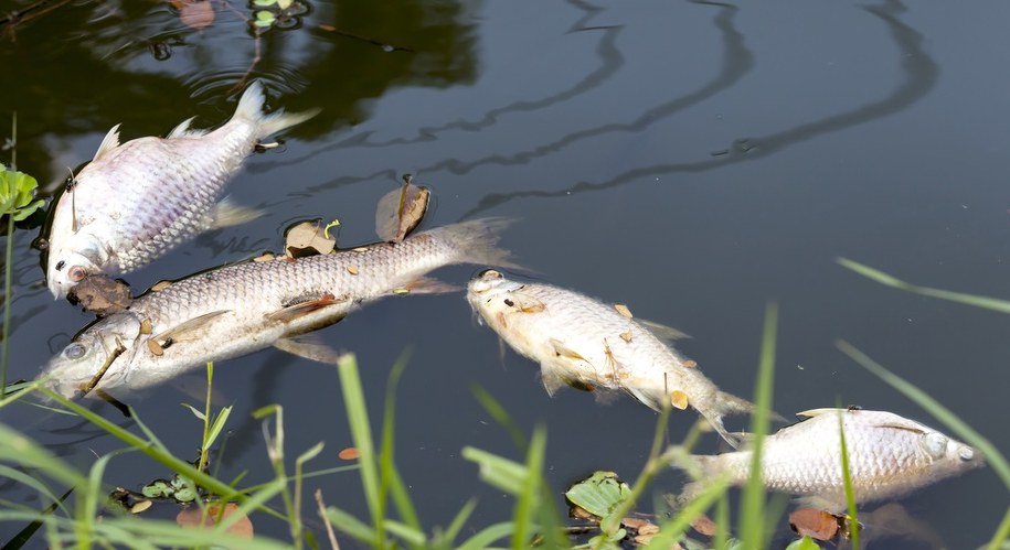 Śnięte ryby w Kanale Gliwickim. Są wstępne wyniki badań próbek wody