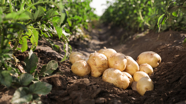 Ukradli prawie 2 tony ziemniaków. Grozi im 5 lat więzienia