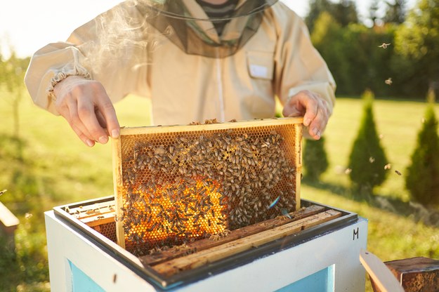 Film "Dzikie pszczoły" zwycięzcą Festiwalu Filmów Przyrodniczych im. W. Puchalskiego