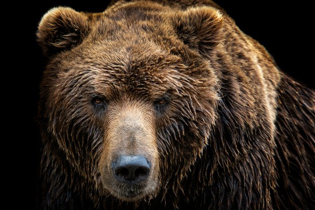 Niemiec rosyjskiego pochodzenia próbował przewieźć skórę niedźwiedzia