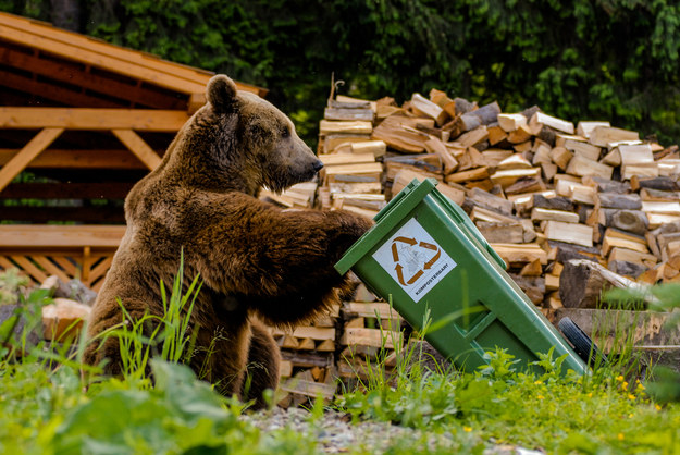 ​Niedźwiedzie przygotowują się do zimy i szukają jedzenia. Władze TPN apelują