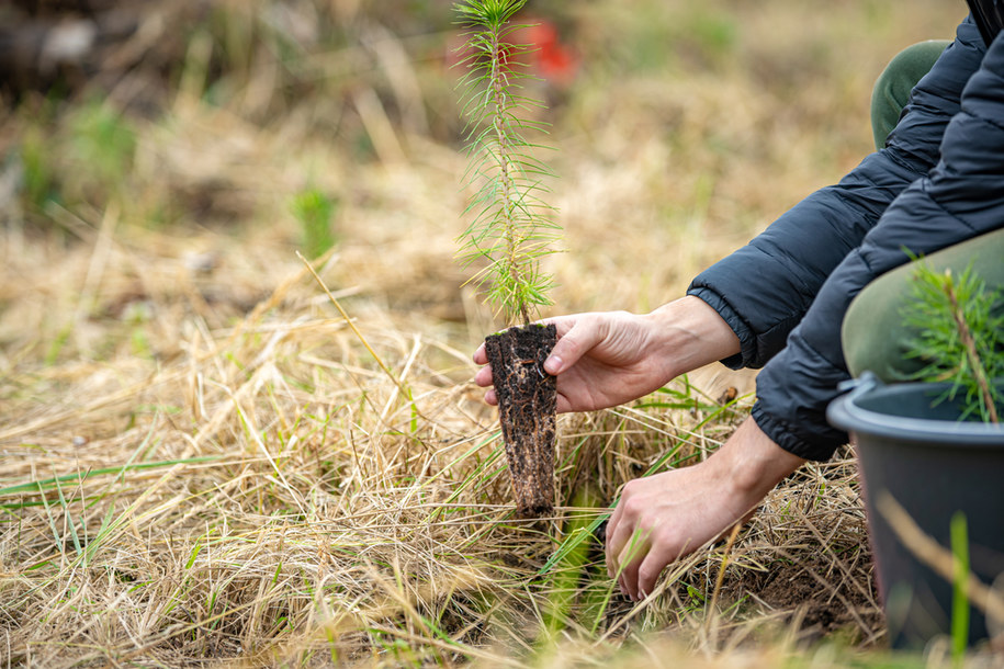 Olsztyn sadzi drzewa. "Zapobiegamy negatywnym skutkom zmian klimatycznych"